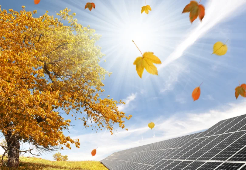 Zonnepanelen en boom